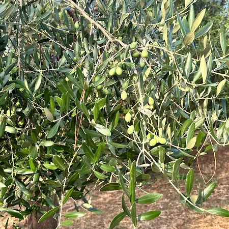 Sunrise On Farm Bed & Breakfast SantʼElpidio a Mare